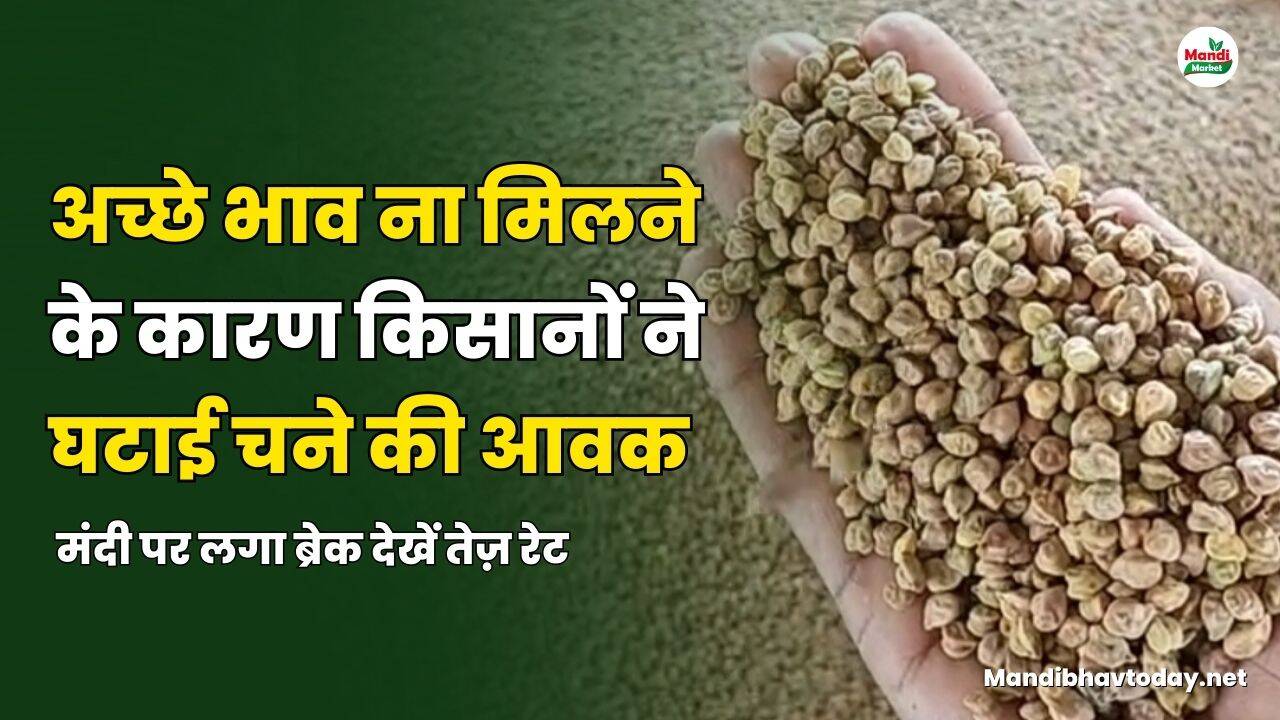 चना भाव