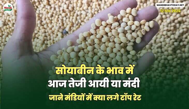 सोयाबीन के भाव में आज तेजी आयी या मंदी | जाने मंडियों में क्या लगे टॉप रेट