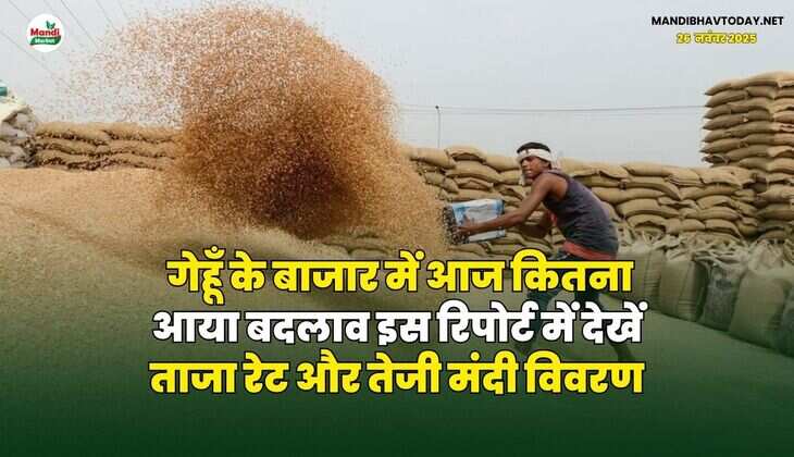 गेहूँ के बाजार में आज कितना आया बदलाव | इस रिपोर्ट में देखें ताजा रेट और तेजी मंदी विवरण
