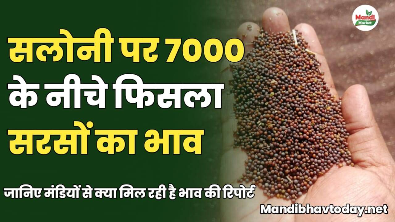 सलोनी पर 7000 के नीचे फिसला सरसों का भाव | जानिए मंडियों से क्या मिल रही है भाव की रिपोर्ट