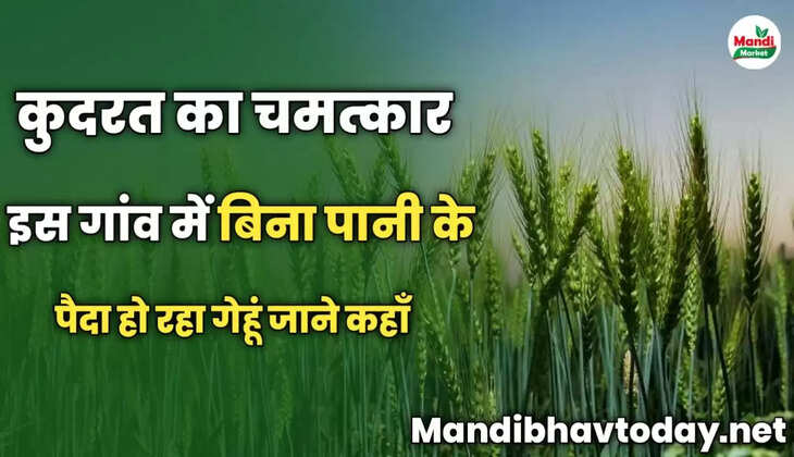 दरत का चमत्कार | इस गांव में बिना पानी के पैदा हो रहा गेहूं | जाने कहाँ