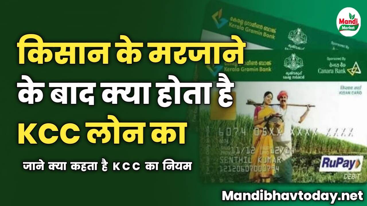 किसान के मरजाने के बाद क्या होता है KCC लोन का | जाने क्या कहता है KCC का नियम