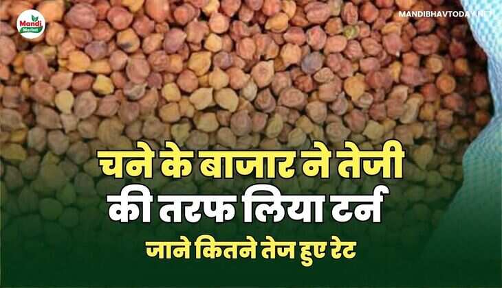 चने के बाजार ने तेजी की तरफ लिया टर्न | जाने कितने तेज हुए रेट
