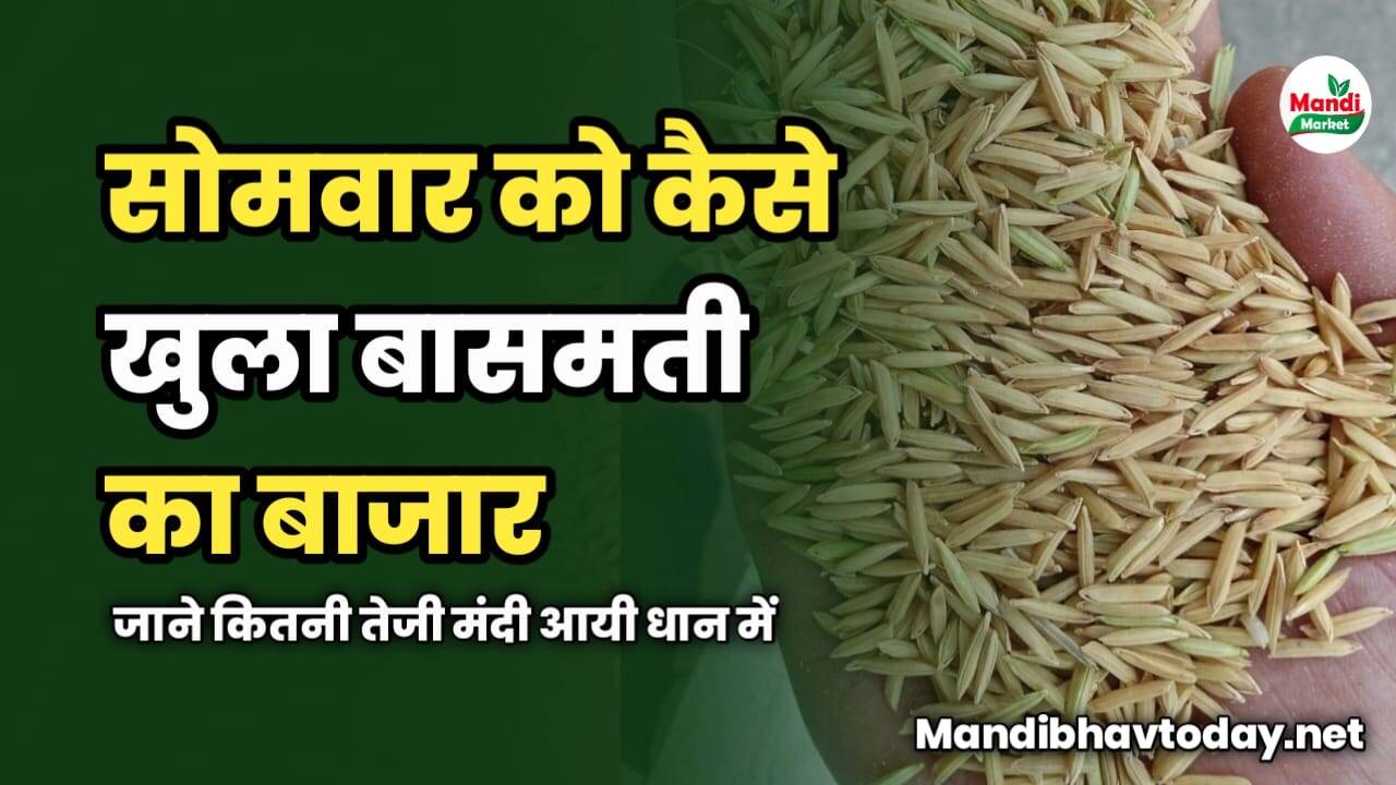 सोमवार को कैसे खुला बासमती का बाजार | जाने कितनी तेजी मंदी आयी धान में