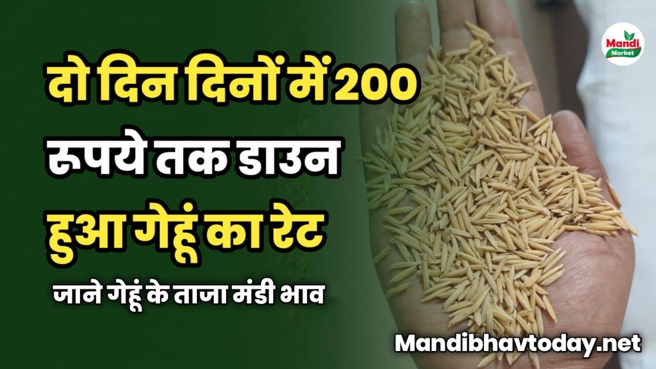 दो दिन दिनों में 200 रूपये तक डाउन हुआ गेहूं का रेट | जाने गेहूं के ताजा मंडी भाव 