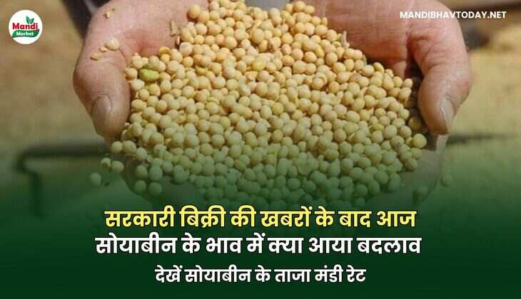 सरकारी बिक्री की खबरों के बाद आज सोयाबीन के भाव में क्या आया बदलाव | देखें ताजा रेट