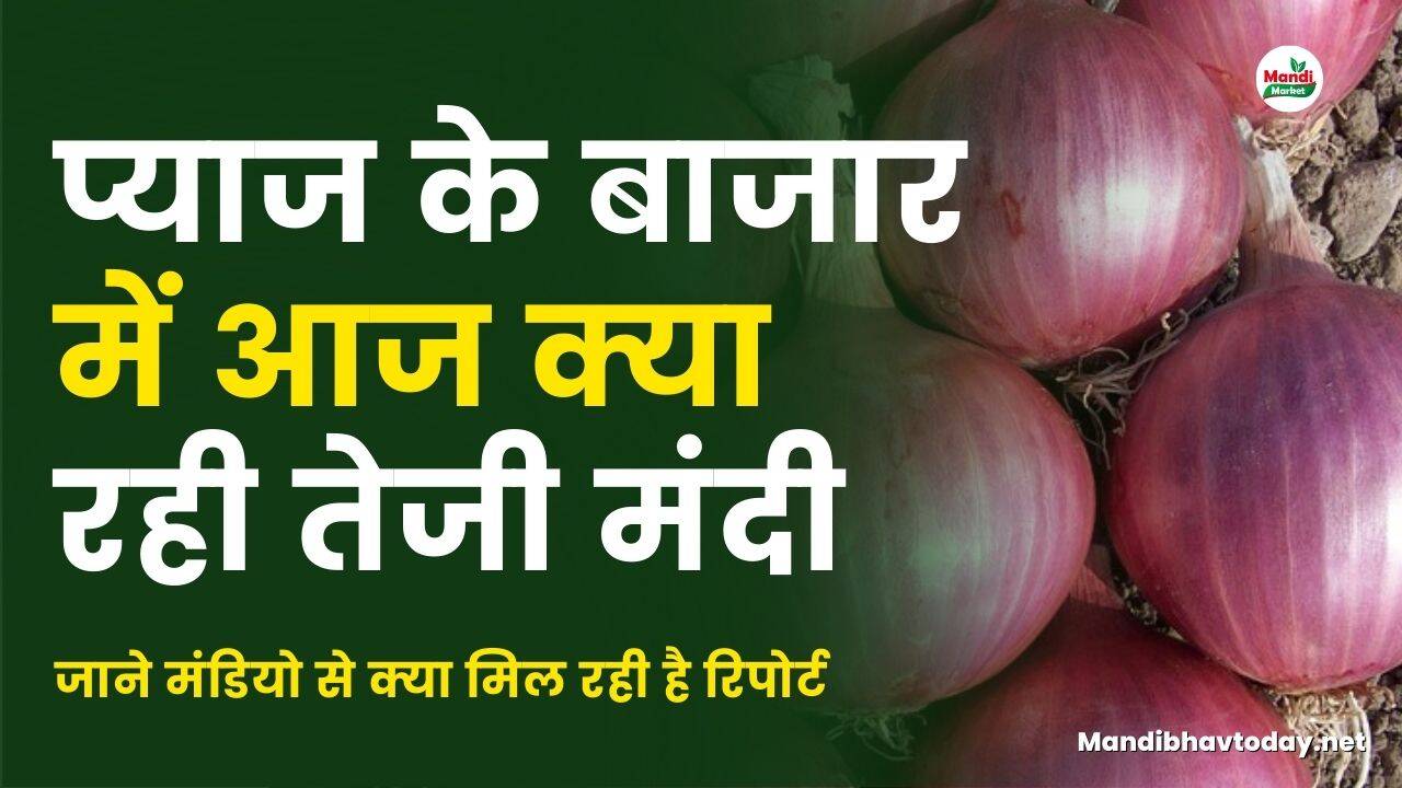 प्याज के बाजार में आज क्या रही तेजी मंदी | जाने मंडियो से क्या मिल रही है रिपोर्ट