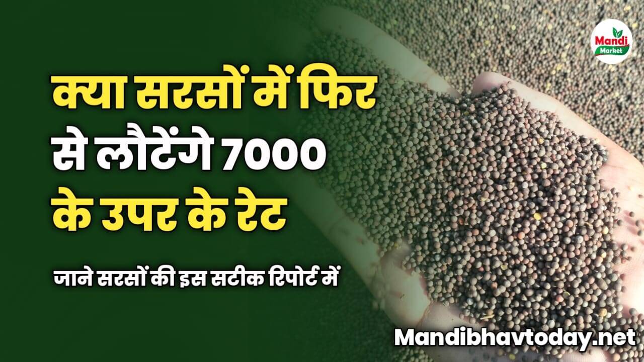 क्या सरसों में फिर से लौटेंगे 7000 के उपर के रेट | जाने सरसों की इस सटीक रिपोर्ट में