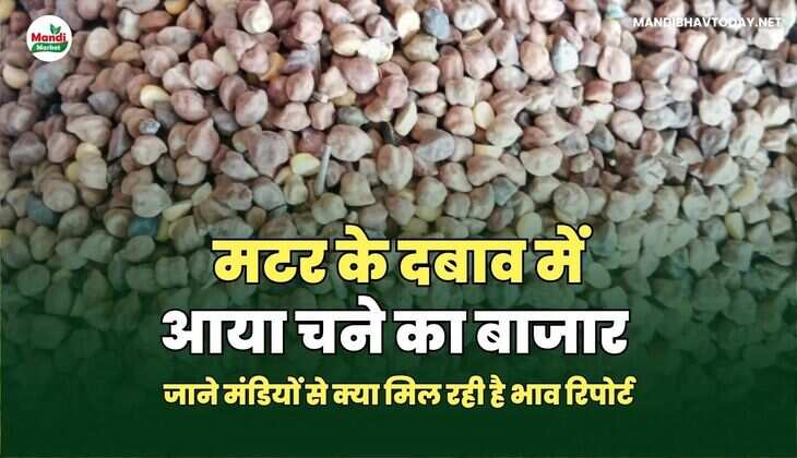 जाने मंडियों से क्या मिल रही है भाव रिपोर्ट