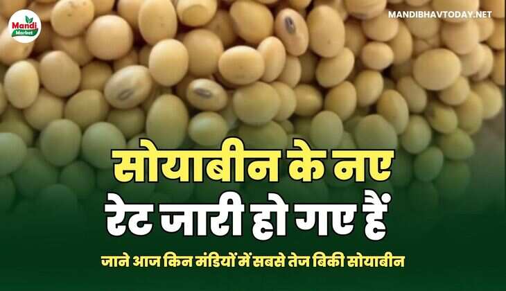सोयाबीन images