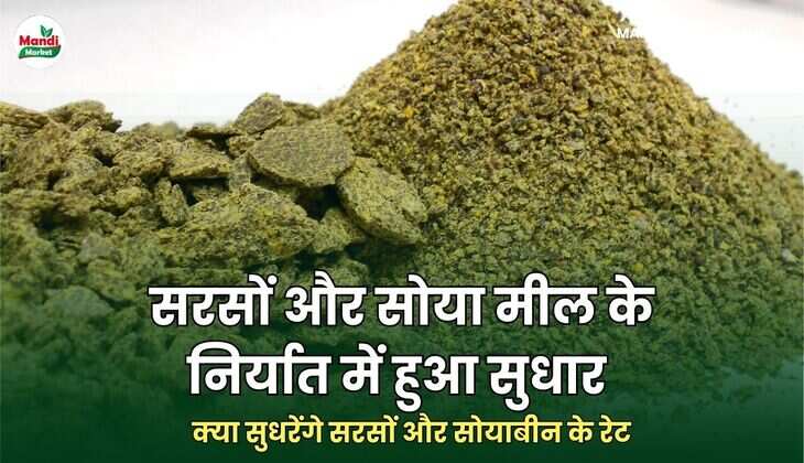 mustard khal rate 