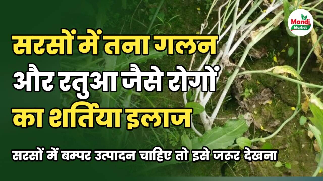सरसों की फ़सल में तना गलन और रतुआ जैसे रोगों का शर्तिया इलाज | 5 मिनट में जाने