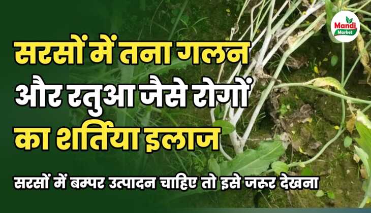 सरसों की फ़सल में तना गलन और रतुआ जैसे रोगों का शर्तिया इलाज | 5 मिनट में जाने