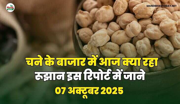 चने के बाजार में आज क्या रहा रूझान | इस रिपोर्ट में जाने