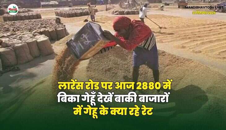 लारेंस रोड पर आज 2880 में बिका गेहूँ | देखें बाकी बाजारों में गेहू के क्या रहे रेट