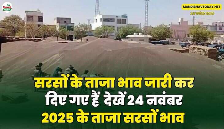 सरसों रेट 