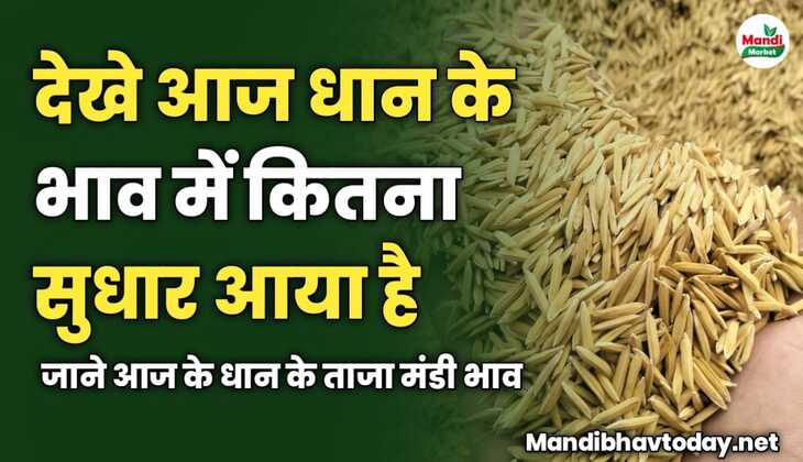 देखे आज धान के भाव में कितना सुधार आया है | जाने आज के धान के ताजा मंडी भाव 