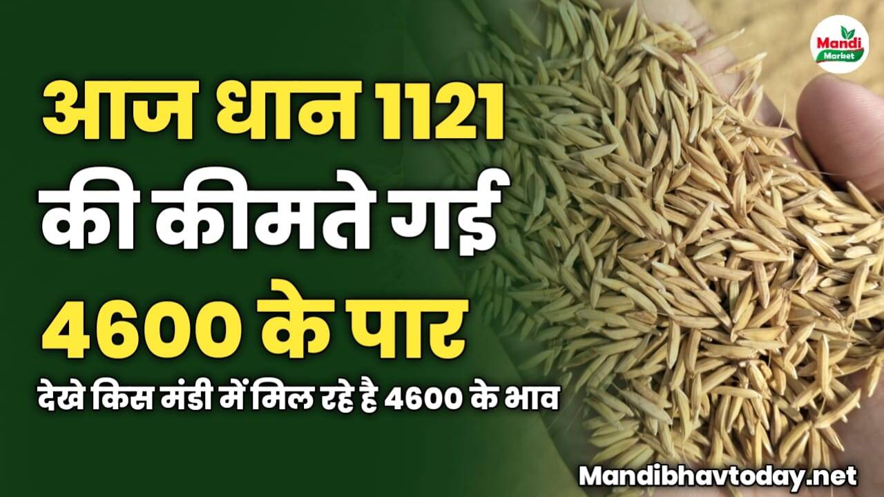 आज धान 1121 की कीमते गई 4600 के पार | देखे किस मंडी में मिल रहे है 4600 के भाव