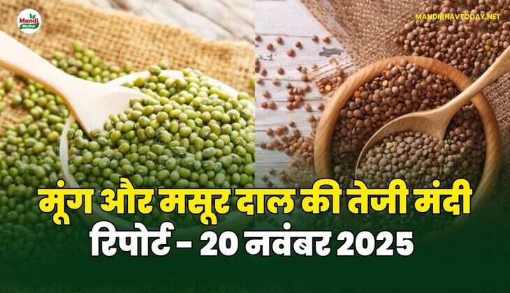 मूंग मसूर दाल की तेजी मंदी रिपोर्ट - 20 नवंबर 2025 