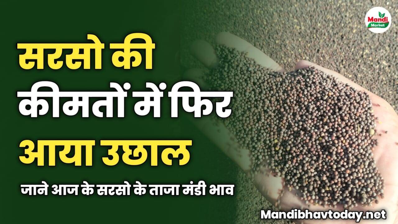 सरसो की कीमतों में फिर आया उछाल | जाने आज के सरसो के ताजा मंडी भाव 