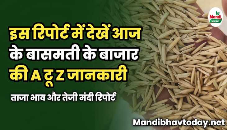इस रिपोर्ट में देखें आज के बासमती के बाजार की A टू Z जानकारी | ताजा भाव और तेजी मंदी रिपोर्ट