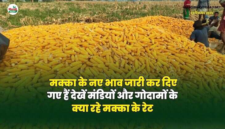 मक्का के नए भाव जारी कर दिए गए हैं | देखें मंडियों और गोदामों के क्या रहे मक्का के रेट