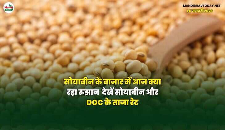 सोयाबीन के बाजार में आज क्या रहा रुझान | देखें सोयाबीन और DOC के ताजा रेट