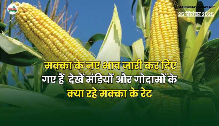 मक्का के नए भाव जारी कर दिए गए हैं | देखें मंडियों और गोदामों के क्या रहे मक्का के रेट