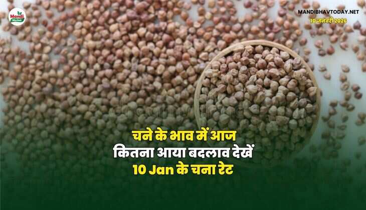 चने के भाव में आज कितना आया बदलाव | देखें 10 Jan के चना रेट