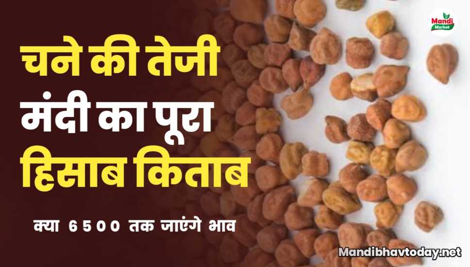 chana teji mandi report