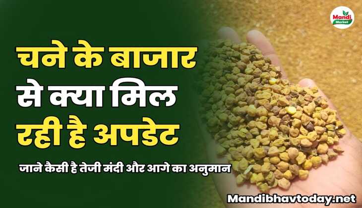 चने के बाजार से क्या मिल रही है अपडेट | जाने कैसी है तेजी मंदी और आगे का अनुमान 