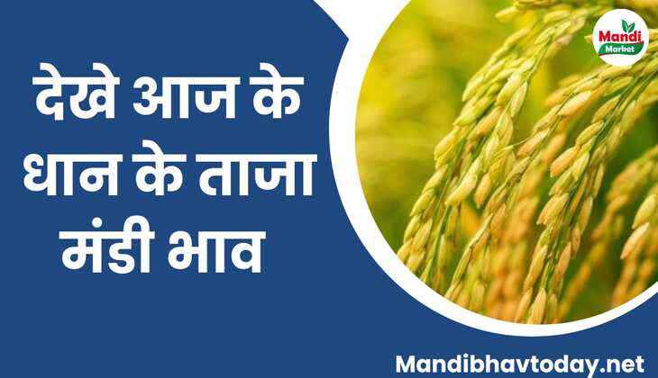 देखे आज के धान के ताजा मंडी भाव | dhan ke bhav 15 february 2024