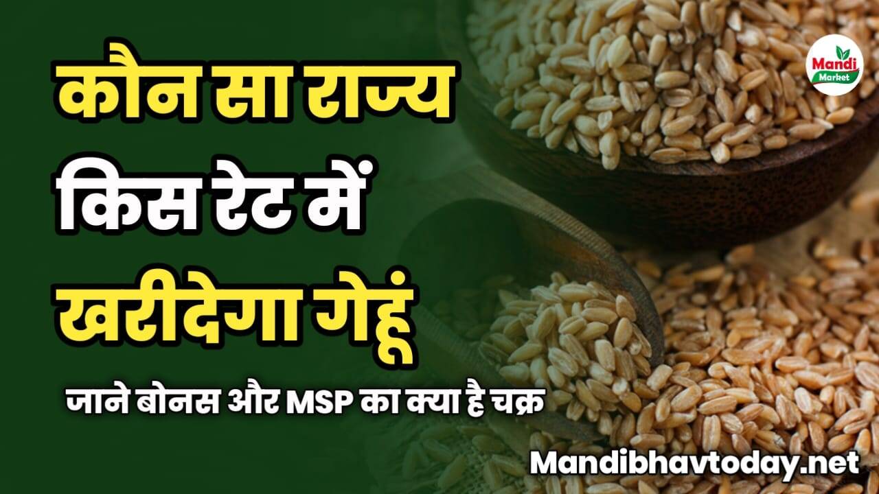कौन सा राज्य किस रेट में खरीदेगा गेहूं | जाने बोनस और MSP का क्या है चक्र