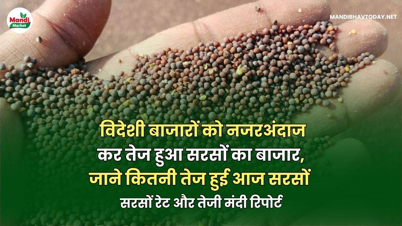 विदेशी बाजारों को नजरअंदाज कर तेज हुआ सरसों का बाजार | जाने कितनी तेज हुई आज सरसों | सरसों रेट और तेजी मंदी रिपोर्ट