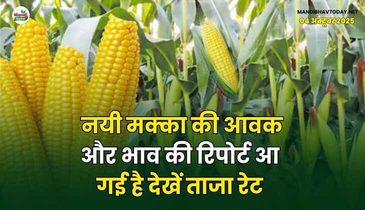 नयी मक्का की आवक और भाव की रिपोर्ट आ गई है | देखें ताजा रेट