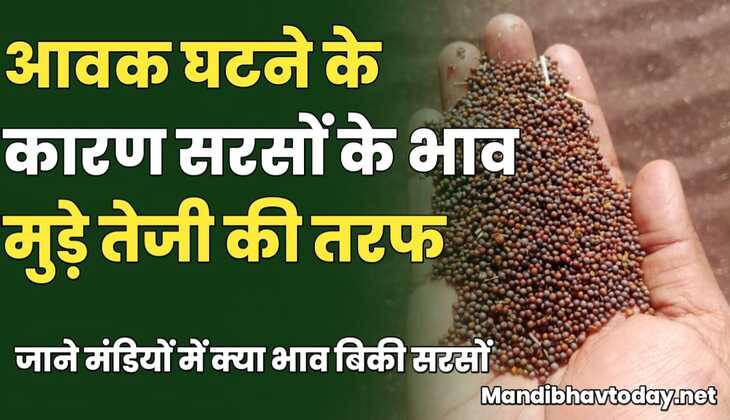 आवक घटने के कारण सरसों के भाव मुड़े तेजी की तरफ | जाने मंडियों में क्या भाव बिकी सरसों