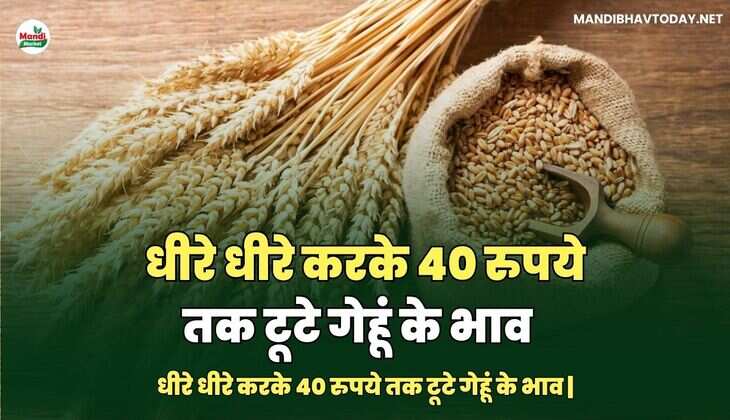 धीरे धीरे करके 40 रुपये तक टूटे गेहूं के भाव | जाने मंडियों में क्या मिल रहे रेट