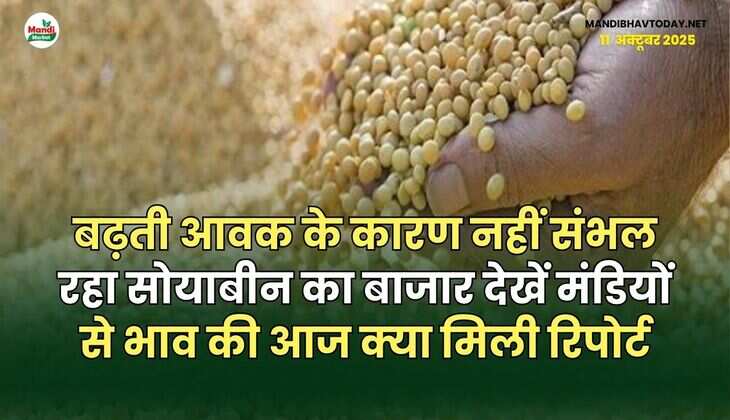 बढ़ती आवक के कारण नहीं संभल रहा सोयाबीन का बाजार | देखें मंडियों से भाव की आज क्या मिली रिपोर्ट