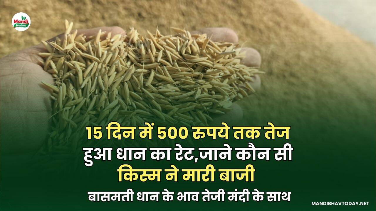 बासमती धान के भाव तेजी मंदी के साथ