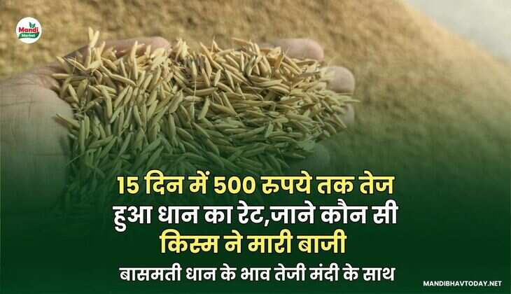  बासमती धान के भाव तेजी मंदी के साथ