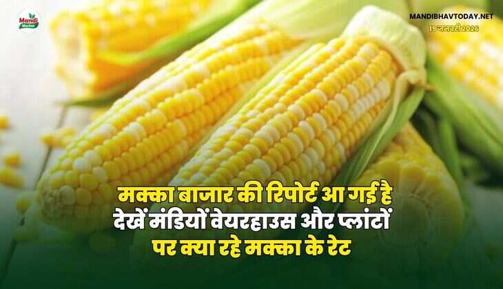मक्का बाजार की रिपोर्ट आ गई है | देखें मंडियों वेयरहाउस और प्लांटों पर क्या रहे मक्का के रेट