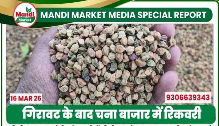गिरावट के बाद चना बाजार में रिकवरी