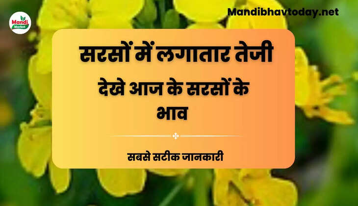 Sarso Live Rate Today 01 Apr 2023 