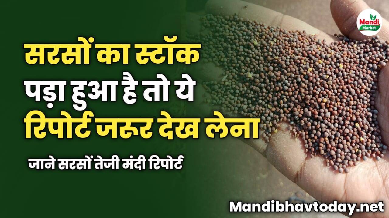 सरसों का स्टॉक पड़ा हुआ है तो ये रिपोर्ट जरूर देख लेना | सरसों तेजी मंदी रिपोर्ट