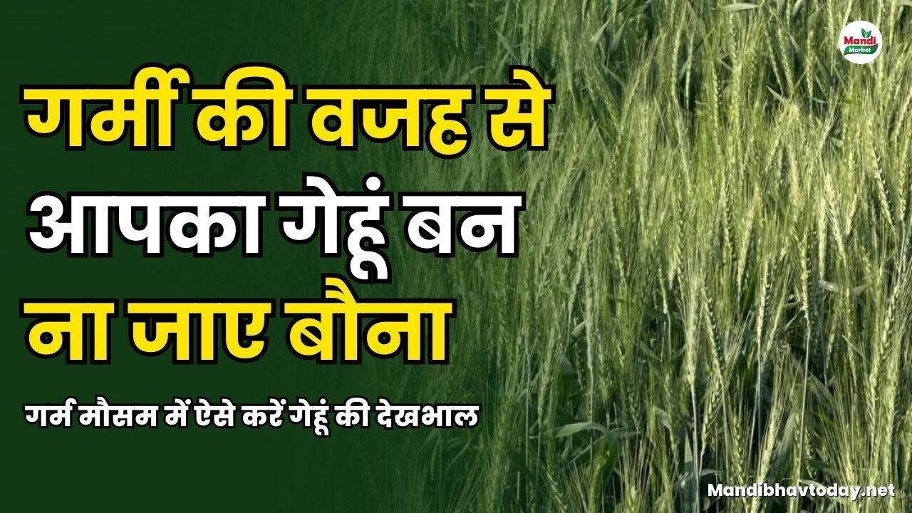 गर्मी की वजह से आपका गेहूं बन न जाए बौना | गर्म मौसम में ऐसे करें गेहूं की देखभाल