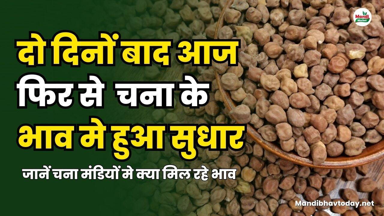 दो दिनों बाद आज फिर से चना के भाव मे हुआ सुधार , जानें चना मंडियों मे क्या मिल रहे भाव