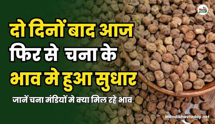 दो दिनों बाद आज फिर से चना के भाव मे हुआ सुधार , जानें चना मंडियों मे क्या मिल रहे भाव 