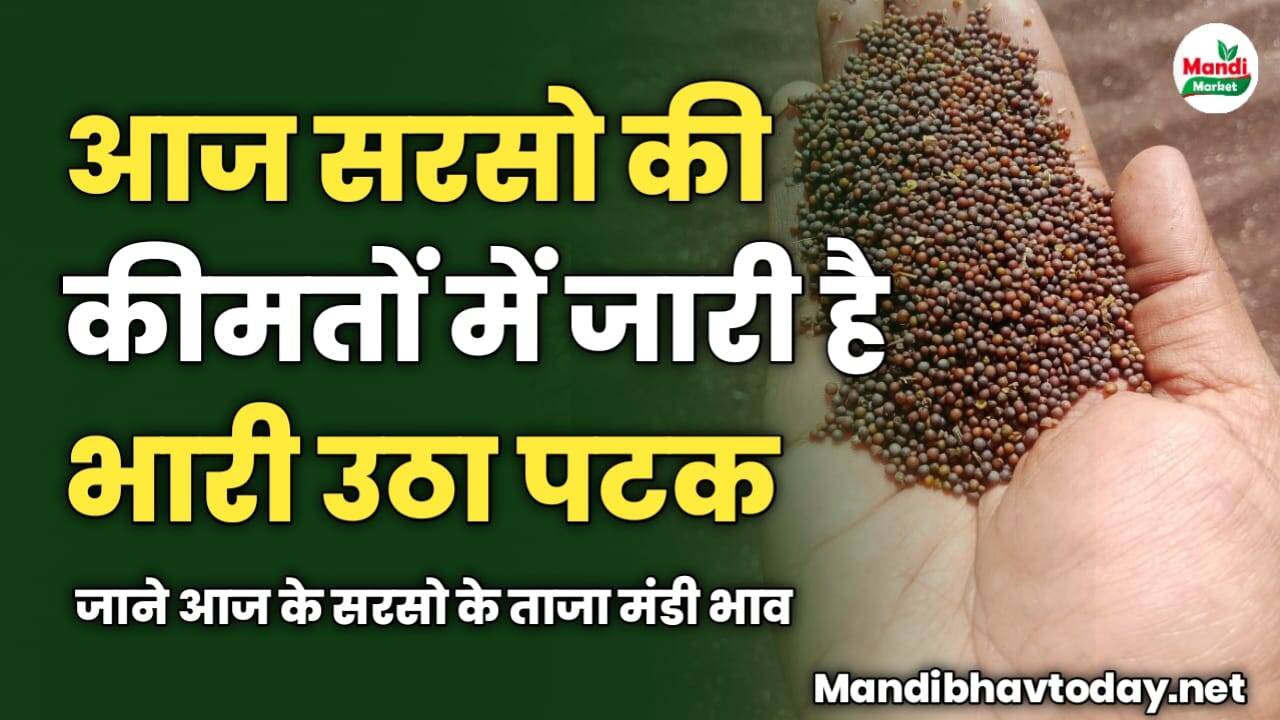 आज सरसो की कीमतों में जारी है भारी उठा पटक | जाने आज के सरसो के ताजा मंडी भाव