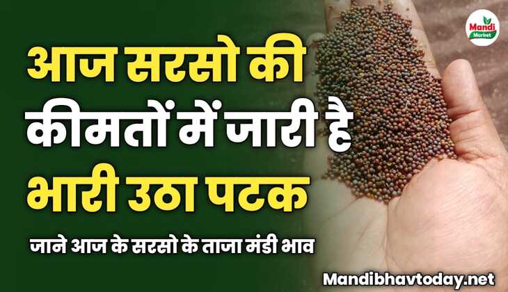 आज सरसो की कीमतों में जारी है भारी उठा पटक | जाने आज के सरसो के ताजा मंडी भाव 