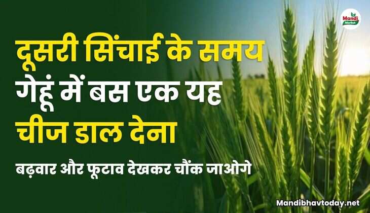 दूसरी सिंचाई के समय गेहूं में बस एक यह चीज डाल देना | बढ़वार और फूटाव देखकर चौंक जाओगे
